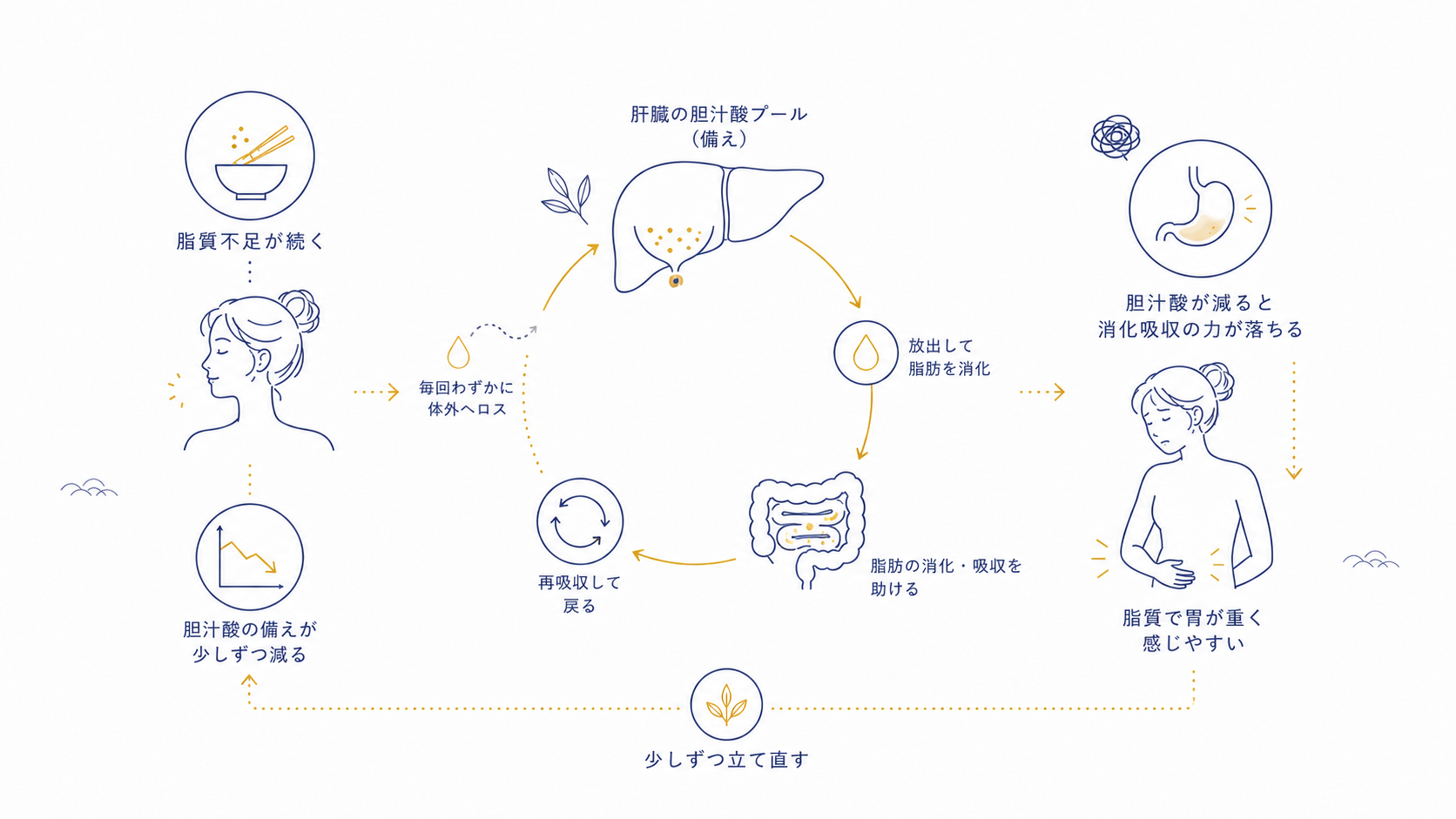 脂質不足が続くと胆汁酸の備えが少しずつ減り、消化吸収の力が落ちる流れを示した図