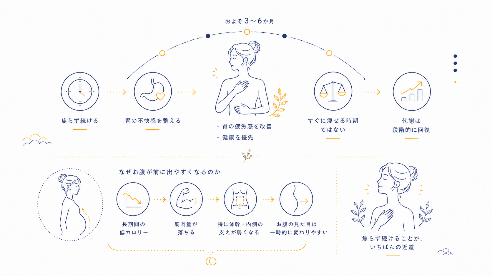 3〜6か月かけて胃を整え代謝が段階的に回復する流れと、低カロリーでお腹が前に出やすくなる理由の図
