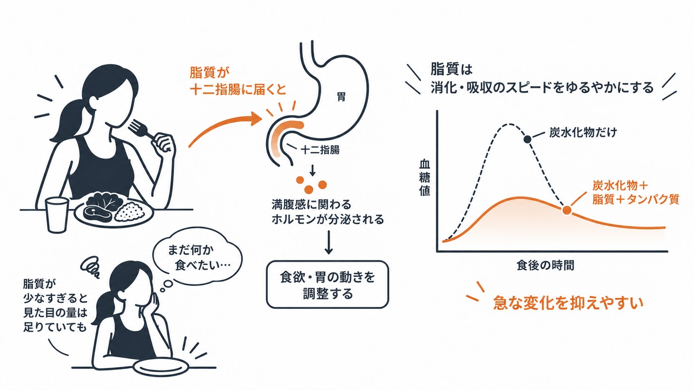 なぜ、脂質が少なすぎると痩せにくいのか